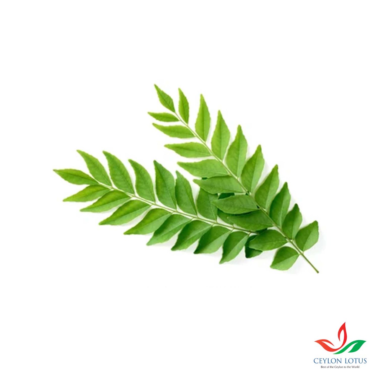 Curry Leaves-Fresh